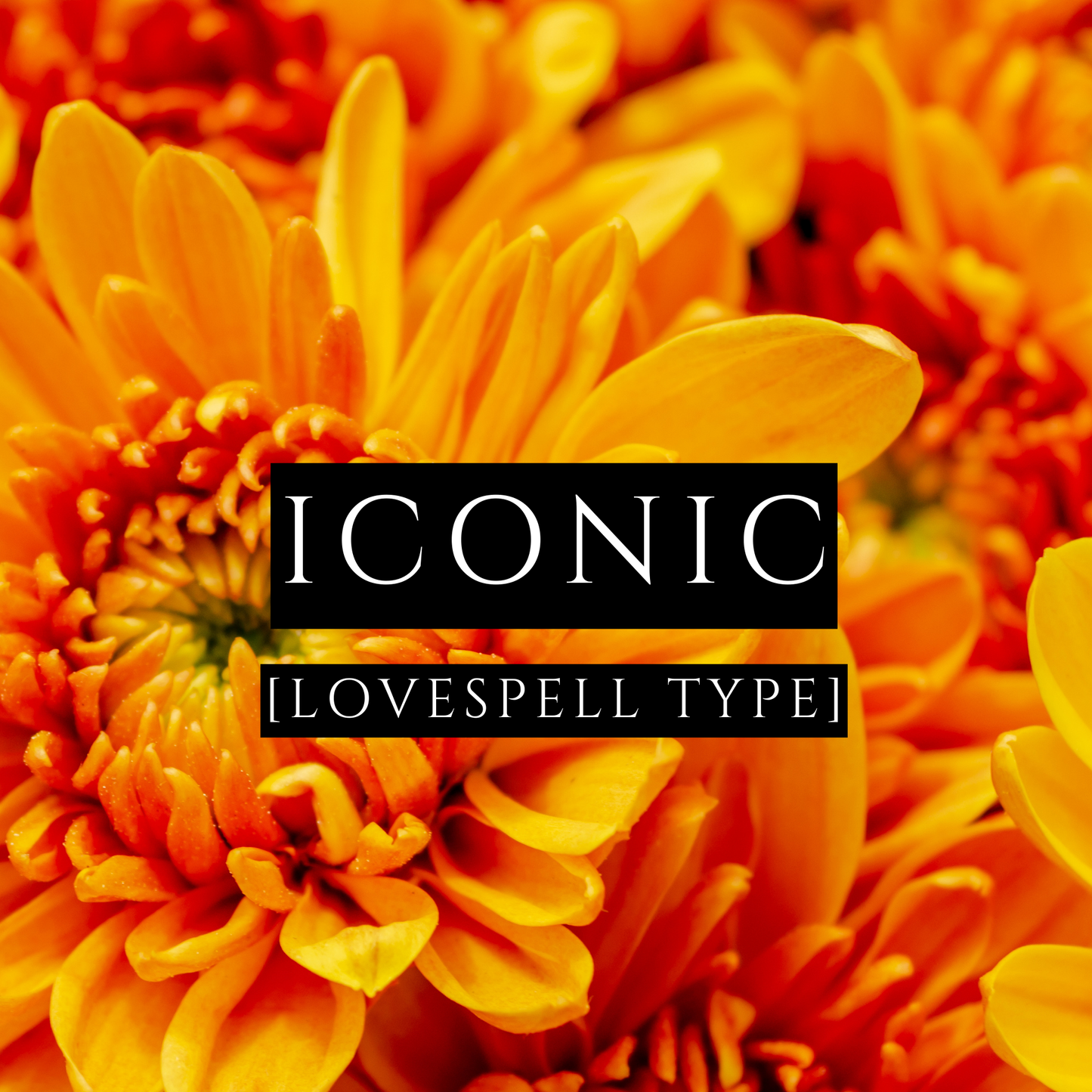 ICONIC [Body Oil] - Lovespell Type